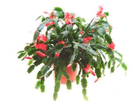 2 True Red Christmas Cactus Live Plant Zygo Cactus Schlumbergera Easy