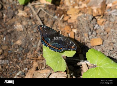 Grosser Eisvogel Limenitis Populi Poplar Admiral Stock Photo Alamy