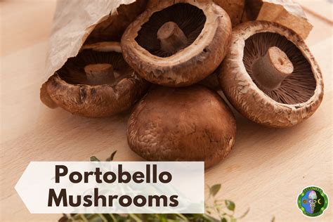 10 Best Cremini Mushrooms Substitutes