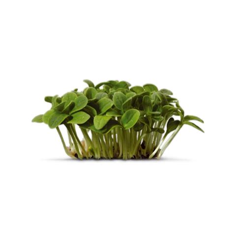 Cress Libertyprim