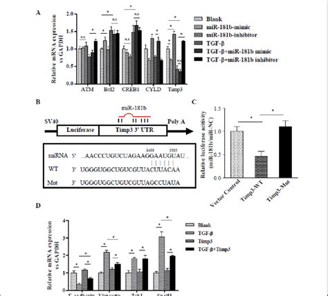 Timp Is A Direct And Functional Target Of Mir B In Gastric Cancer