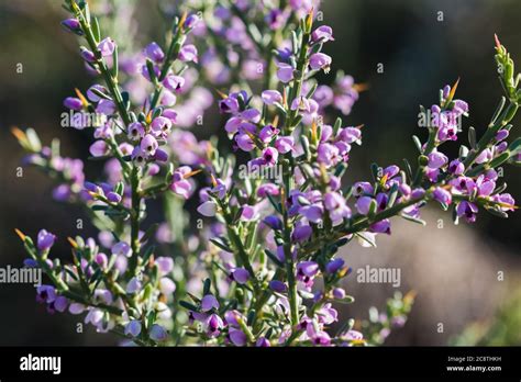 Dainty Flowers