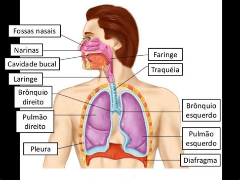 Órgãos Do Sistema Respiratório É Suas Funções - Sistema respiratório