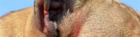 Dog Mange Treatment at Home Remedy - The Animalista - Animal Vitals