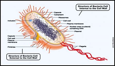 Structure Of Bacteria Cell And Its Organelles Study Wrap