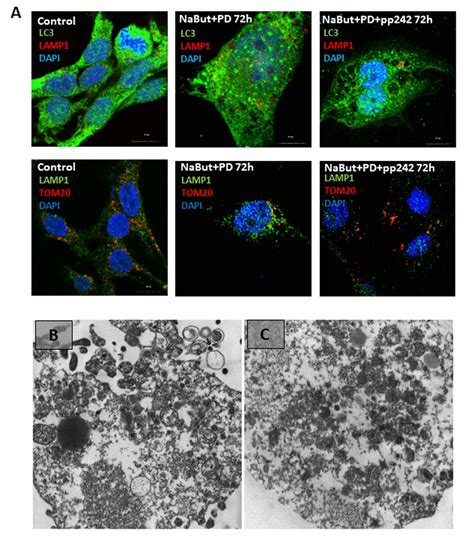 Suppression Of Mtorc Activity In Senescent Ras Transformed Cells