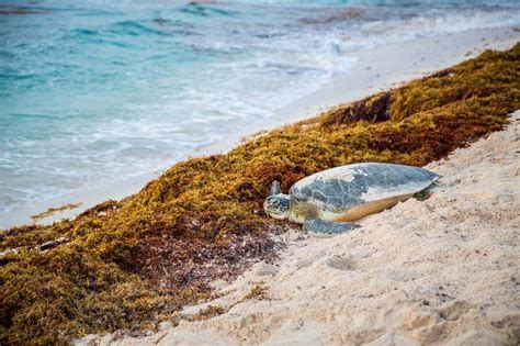 Introducir Imagen Cozumel Seaweed Problem Abzlocal Mx