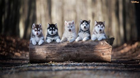 Pies Szczeniaki Siberian Husky K Oda