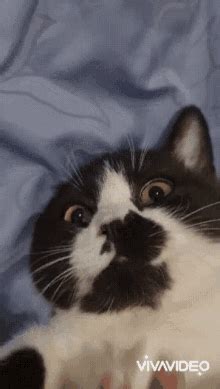 Blinking Cat Meme Cat GIF - Blinking Cat Meme Cat Blinking - Discover ...