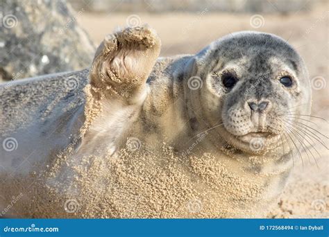 High Five. Cute Seal Waving Hi. Funny Animal Meme Image Stock Photo ...