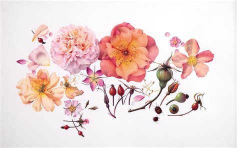 Botanical Art The Celebrated Shirley Sherwood Collection The Telegraph