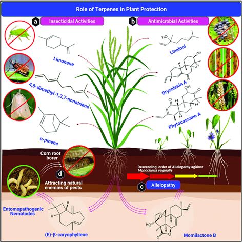 Terpenes Role In Plant Protection Four Critical Functions Of Terpenes