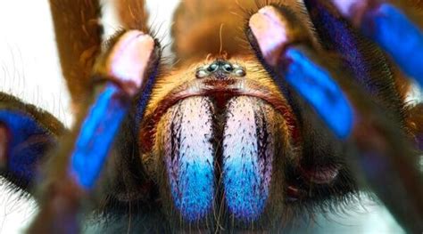 New Electric Blue Tarantula Species Discovered In Thailand