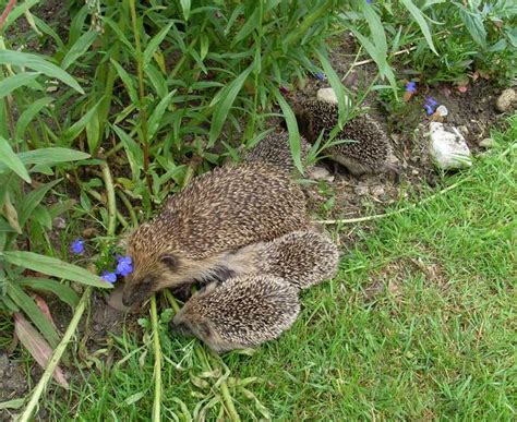 Hedgehog Giving Birth