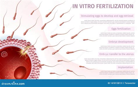 Sperm Cells Penetration Into Female Egg Banner Stock Vector Illustration Of Aspiration