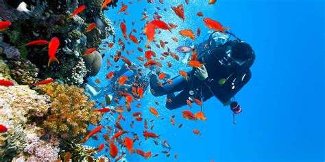 Biodiversit Marine Des P O Onvasortir Perpignan