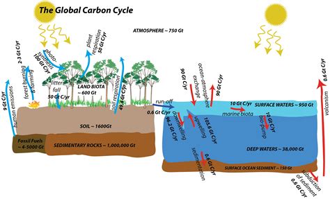 Carbon Cycle Graph
