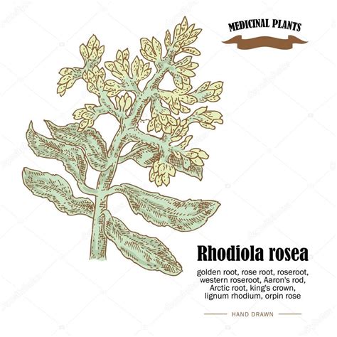 Rhodiola Rosea Or Golden Root Vector Illustration Hand Drawn Me ⬇