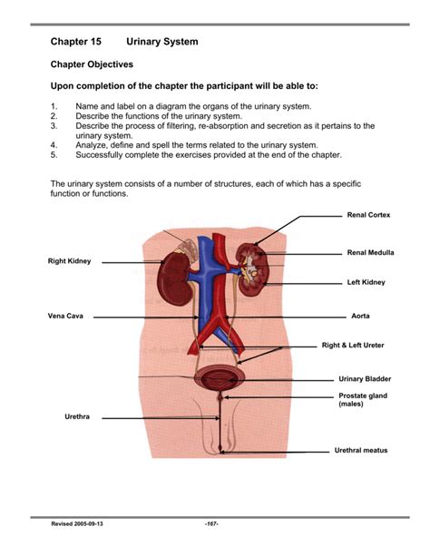 Chapter 15 Urinary System