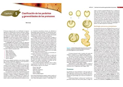 Descubre cómo se propagan los protozoos Guía completa