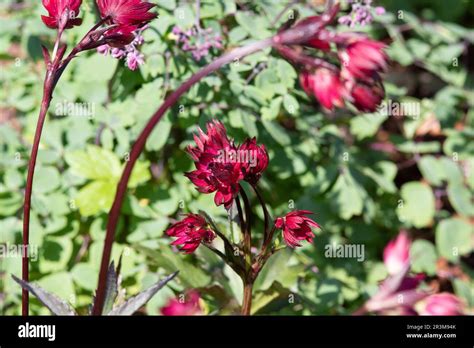 Astrantia Ruby Star Stock Photo - Alamy
