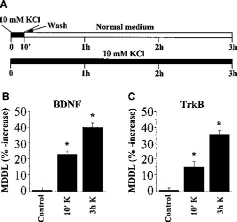 Figure From Brain Derived Neurotrophic Factor Bdnf Induces