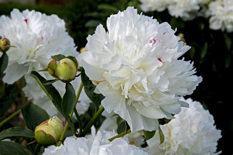 Peonija Peonijas Paeonia Redzeteu