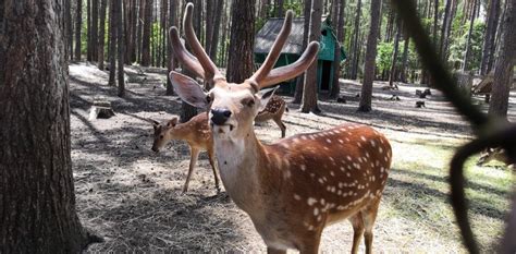 Орловское полесье - что посмотреть, где отдохнуть? | Trip32