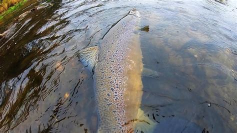 SALMON FISHING LITHUANIA 2020 C R Tobula rudeninė lašišų žvejyba