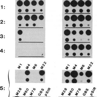 Dot-blot hybridization of genomic DNA from group A streptococci with ...