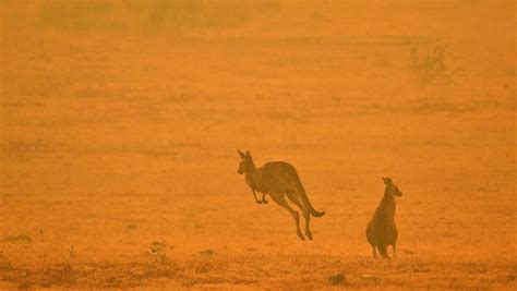 En Australie Plus D Un Milliard D Animaux Ont P Ri Cause Des