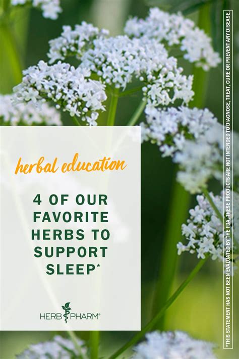 4 Of Our Favorite Herbs To Support Sleep Herbs Date Plant Herbal