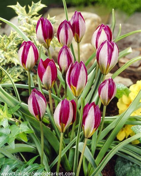 Tulipa perská perla Tulipán perská perla 5 květinové cibule