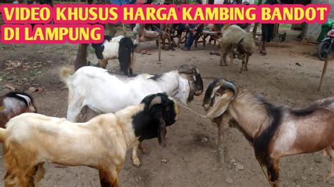 Video Khusus Harga Kambing Bandot Di Lampung Youtube