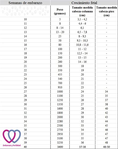 El Crecimiento Del Feto Semana A Semana Embarazo Y Fertilidad