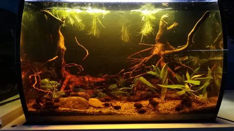 How To Blackwater Aquarium A Step By Step Guide To Creating A Natural