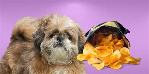 Can Dogs Eat Potato Chips The Risks And Benefits