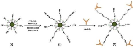 Schematic Of Antibody Conjugation Download Scientific Diagram