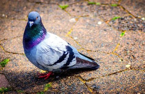 Pigeon - Description, Habitat, Image, Diet, and Interesting Facts