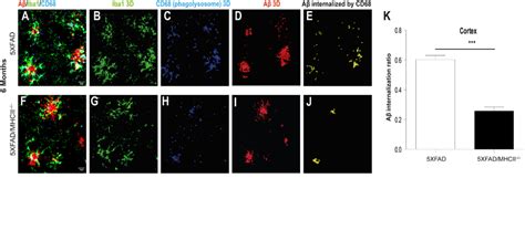 Figure S Related To Figure Microglial Phagocytosis Is Impaired In