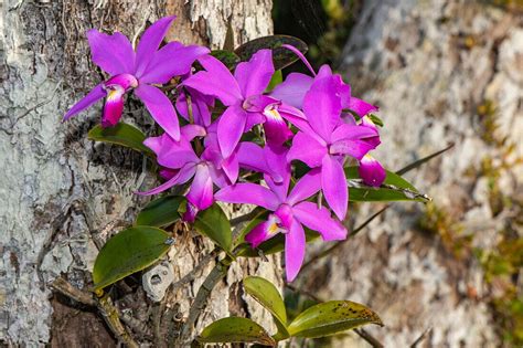 Brazils National Orchid A Cattleya License Image 71400082