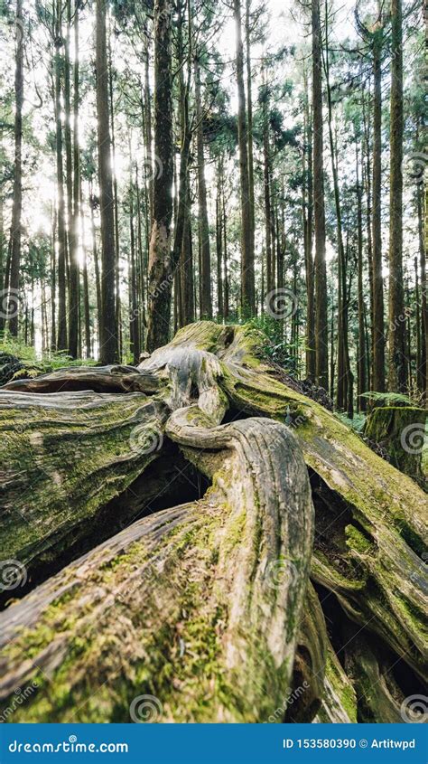 Close Up Of Giant Root Of Long Live Pine Trees With Moss In The Forest