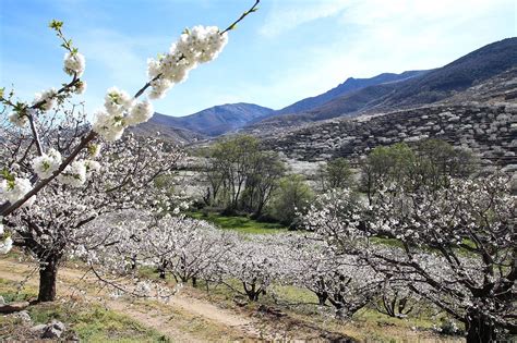 7 Cosas Que Ver En El Valle De Jerte Los Traveleros