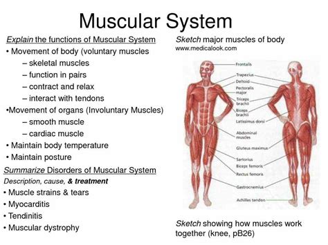 Muscular System Organs And Their Functions