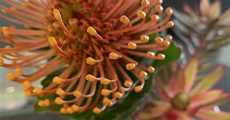 Pincushion Protea Sun Loving Drought Tolerant Album On Imgur