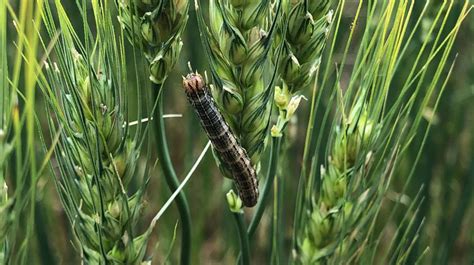 It’s Time To Start Scouting For True Armyworm Caterpillars In Wheat