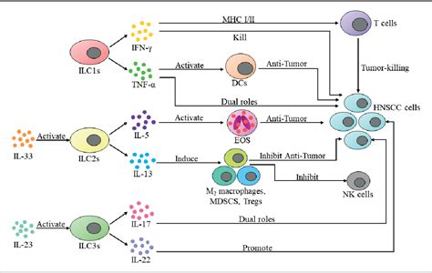 Figure 2 From The Role Of Innate Lymphoid Cells In Nasal Inflammation And Cancer Semantic Scholar