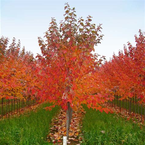 Red Sunset® Maple Trees for Sale | BrighterBlooms.com