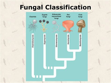 Ppt Fungi Powerpoint Presentation Free Download Id 3942153