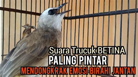 Trucuk Betina Memanggil Jantan Suara Paling Dicari Pancingan Trucukan